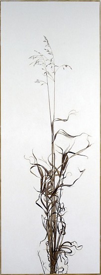 KAREN KITCHEL, ACTUAL SIZE #5  (TALL GRASS)
walnut ink, sepia ink, acrylic, rhoplex/vellum