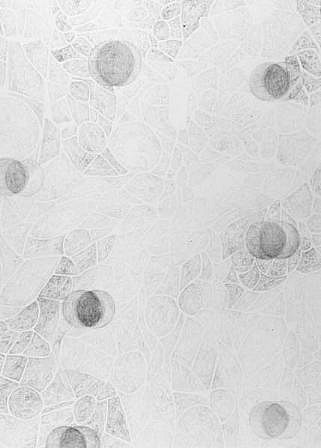 CREIGHTON MICHAEL, LOCUS (601)
Pencil on Paper