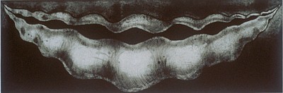 TANJA SOFTIC, RIPE, 11/12
etching, mezzotint, drypoint