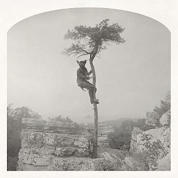 KS BatInATree LG