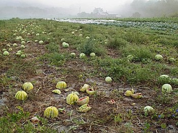 LucasFoglia ANaturalOrder WatermelonPatch LG