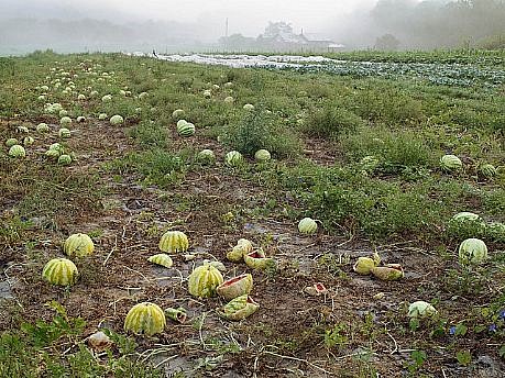 LUCAS FOGLIA, WATERMELON PATCH, TWIN OAKS INTENTIONAL COMMUNITY, VIRGINIA  Ed. 5
digital c-prints on Fuji Chrystal Archive paper