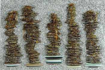 TERRYMAKER buckwheatmoneypancakes LG