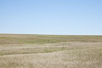 Untitled(SH 3438) LG