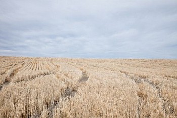 Untitled(SH 5647) LG