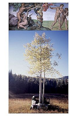 KEN IWAMASA, Michaelangelo, Expulsion/Aspen Tree, Chama, Colorado
digital print