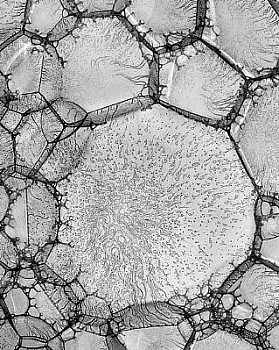 web bubble 2 LG