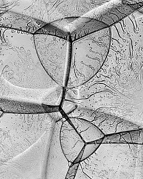 web bubble 4 LG