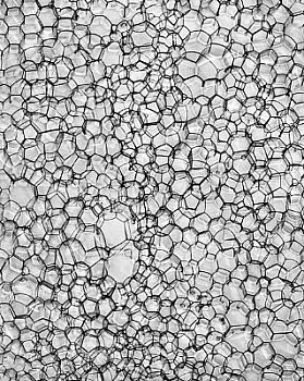 web bubble 5 LG