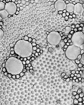 web bubble 6 LG