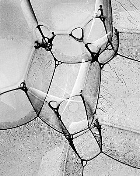 web bubble 10 LG