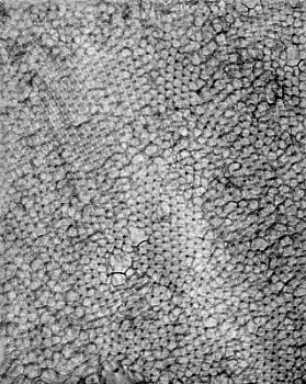 web bubble 11 LG