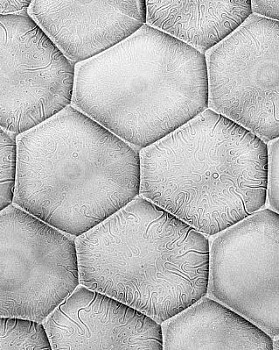 web bubble 13 LG