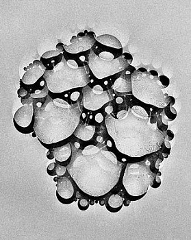 web bubble 14 LG