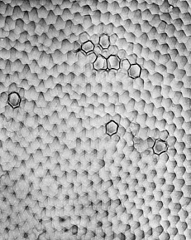 web bubble 17 LG
