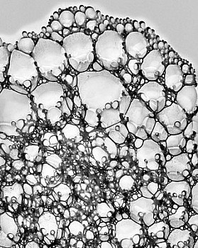 web bubble 18 LG