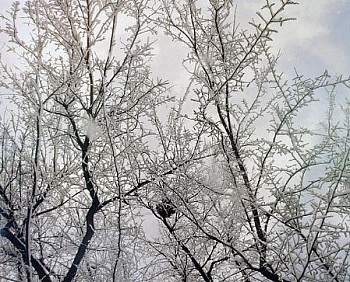 web snow3 LG