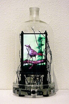 DAVID ZIMMER, CORDON BLEU FINCH STUDY XI
video construction