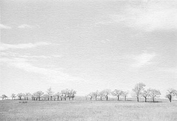 em treesnearwoundedknee