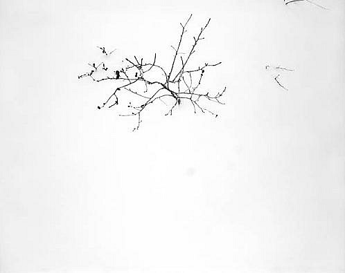 EDIE WINOGRADE, FIGURE/GROUND FROZEN: UNTITLED #11
silver gelatin photograph