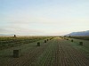 LUCAS FOGLIA, FRONTCOUNTRY BALING HAY, DIAMOND VALLEY, NEVADA Ed.8
digital C-print on Fuji Crystal Archive paper