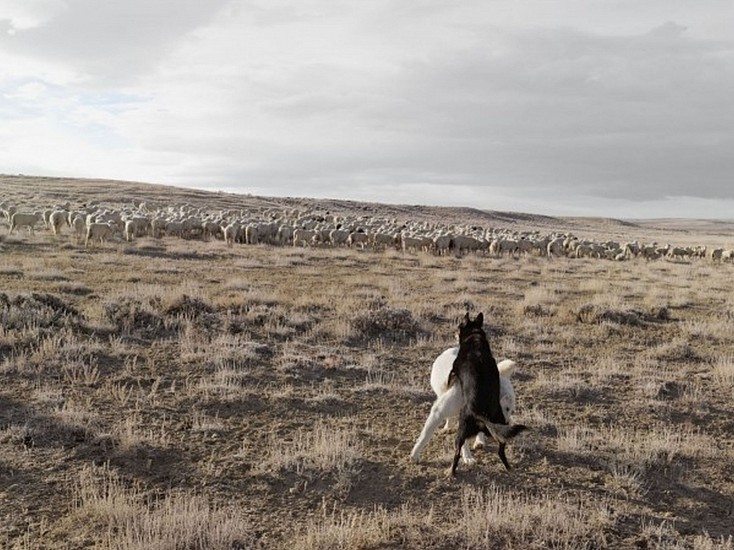 LUCAS FOGLIA, FRONTCOUNTRY GAURDING SHEEP, BITTER CREEK, WYOMING Ed.8
digital C-print on Fuji Crystal Archive paper