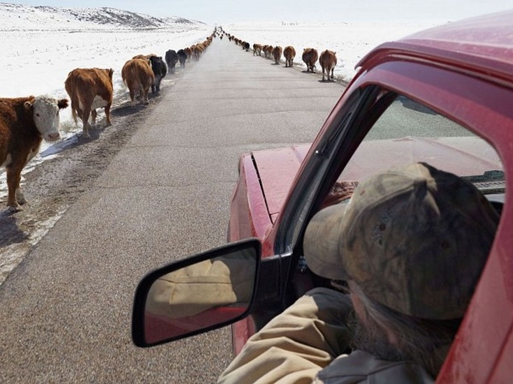 LUCAS FOGLIA, FRONTCOUNTRY MOVING CATTLE TO SPRING PASTURE, BOULDER, WYOMING Ed.8
digital C-print on Fuji Crystal Archive paper