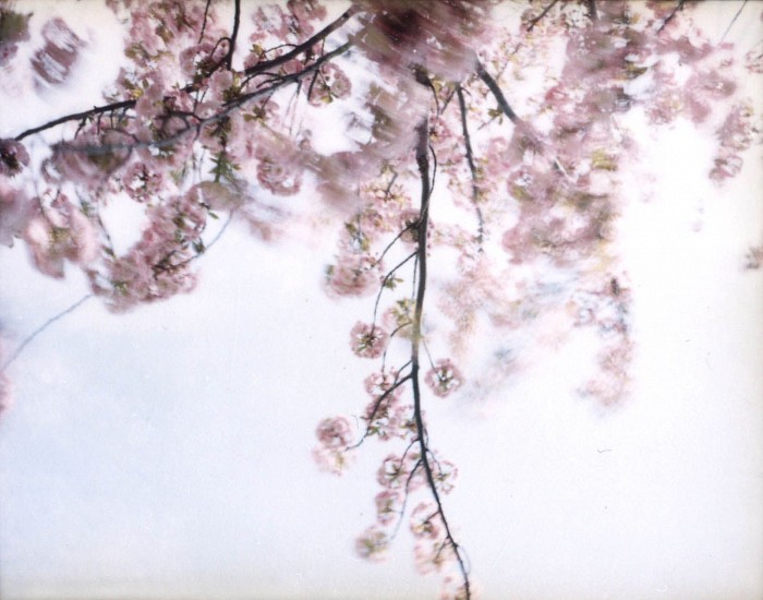 EDIE WINOGRADE, CLEAR AIR (pink 2)
photograph