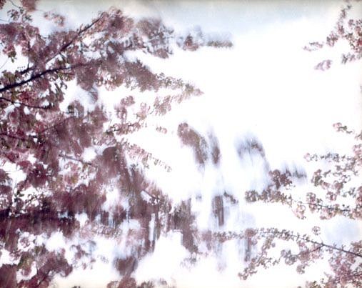 EDIE WINOGRADE, CLEAR AIR (pink 1)
photograph