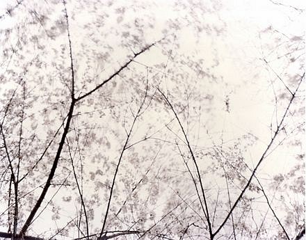 EDIE WINOGRADE, CLEAR AIR (white 7)
photograph