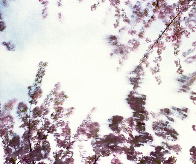EDIE WINOGRADE, CLEAR AIR (pink 5)
photograph
