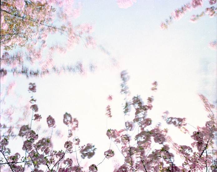 EDIE WINOGRADE, CLEAR AIR (pink 6)
photograph