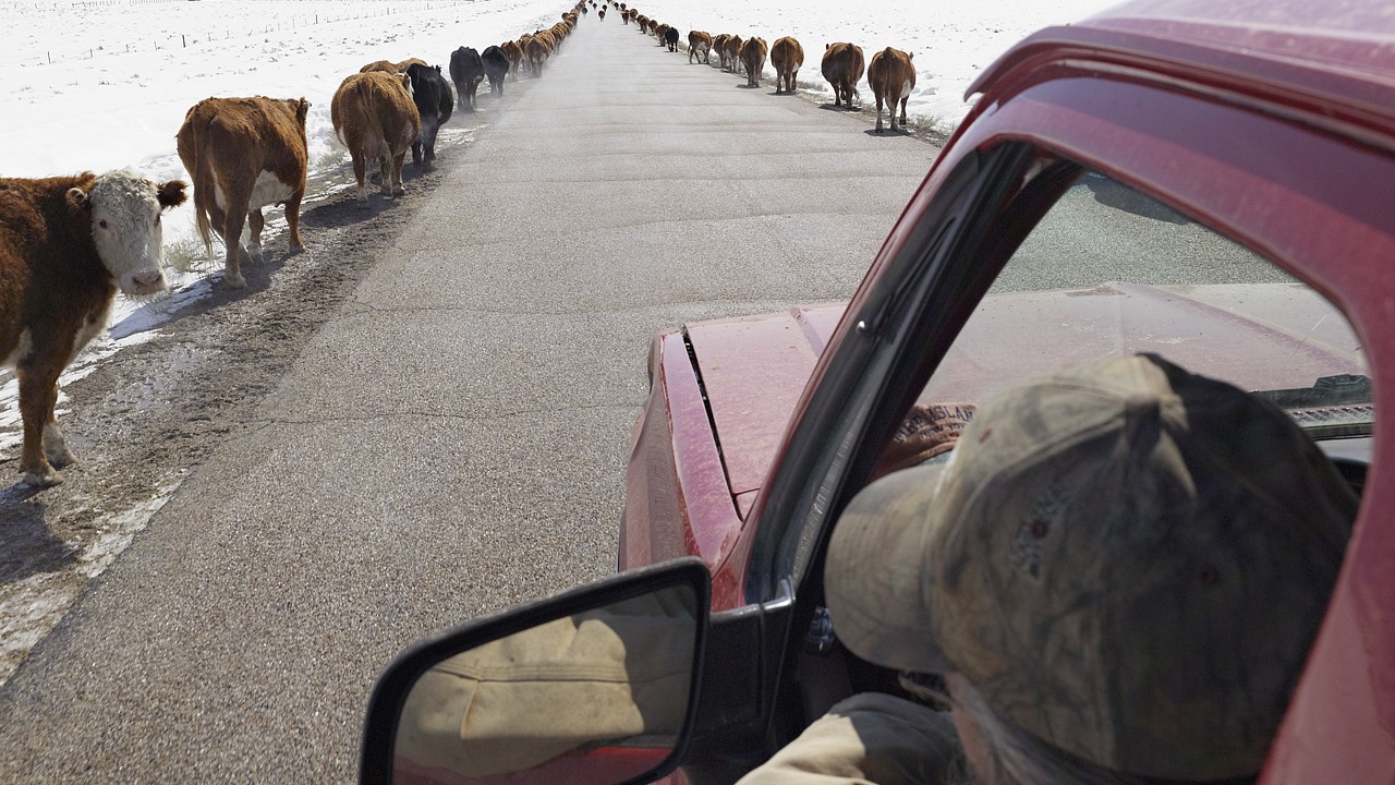 Foglia FRONTCOUNTRY Moving Cattle to Spring Pasture