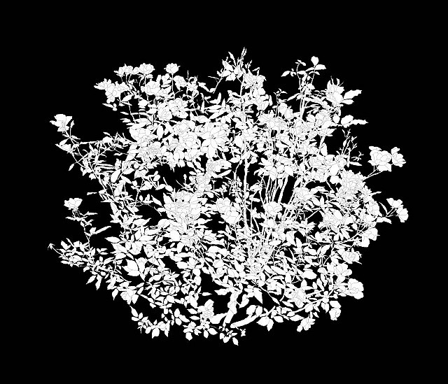 ANDREW MILLNER, WHITE ROSE IV  2/12
Lightjet print mounted to UV Plexiglas