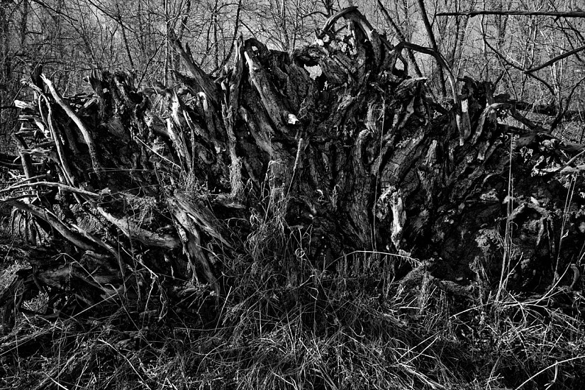 RICHARD VAN PELT, COTTONWOOD GROVE, BOULDER, COLORADO 0814
pigment print