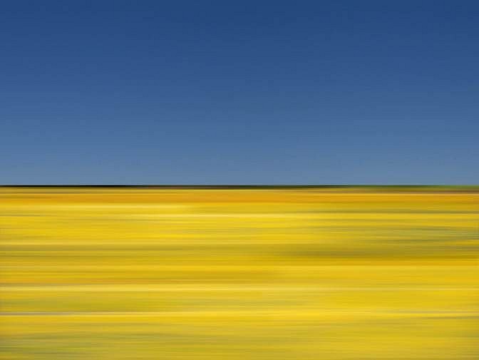 DANAE FALLIERS, WILDFLOWER 17
pigment print