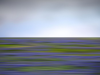 wildflower40 36x27