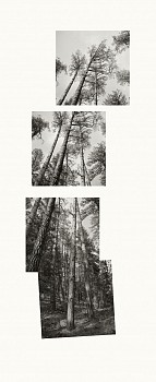 07s048 08 09 11 12 ponderosa turkey feather pass duotone