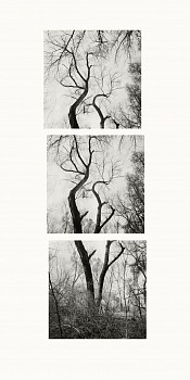 11s170c two cottonwoods gilaberman duo