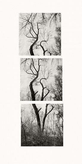 MICHAEL BERMAN, TWO COTTONWOODS
pigment print on Kozo paper