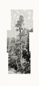 11s231 01 03 04 ponderosa mogollon creek berman brd720 copy