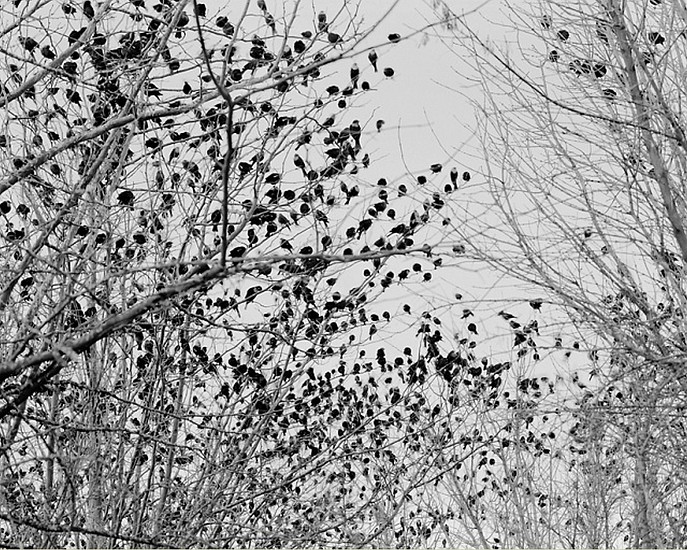 MICHAEL BERMAN, BIRDS, JANOS, CHIHUAHUA Ed. 12
pigment print