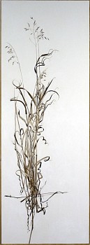 kitchel actualsize3 tallgrass 60 x