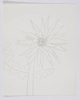 HERNANDO SanPedroFlower