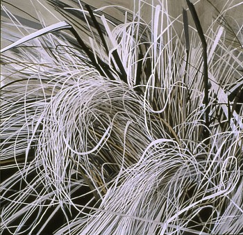 web Dead Grass Early Spring 11