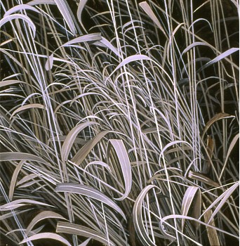 web Dead Grass Early Spring 14