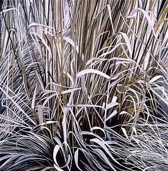web Dead Grass Early Spring 16