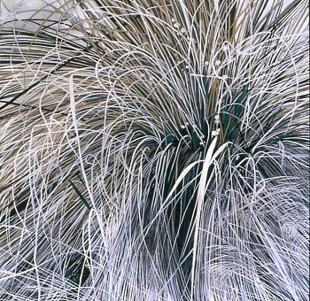 web Dead Grass Early Spring 17