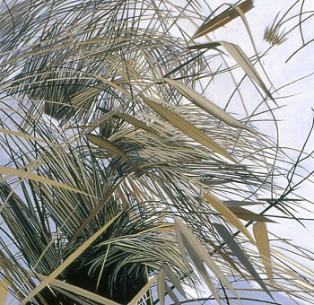 web Dead Grass Winter 01