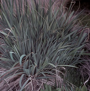 WEB KITCHEL BIGBUNCH4 29X29